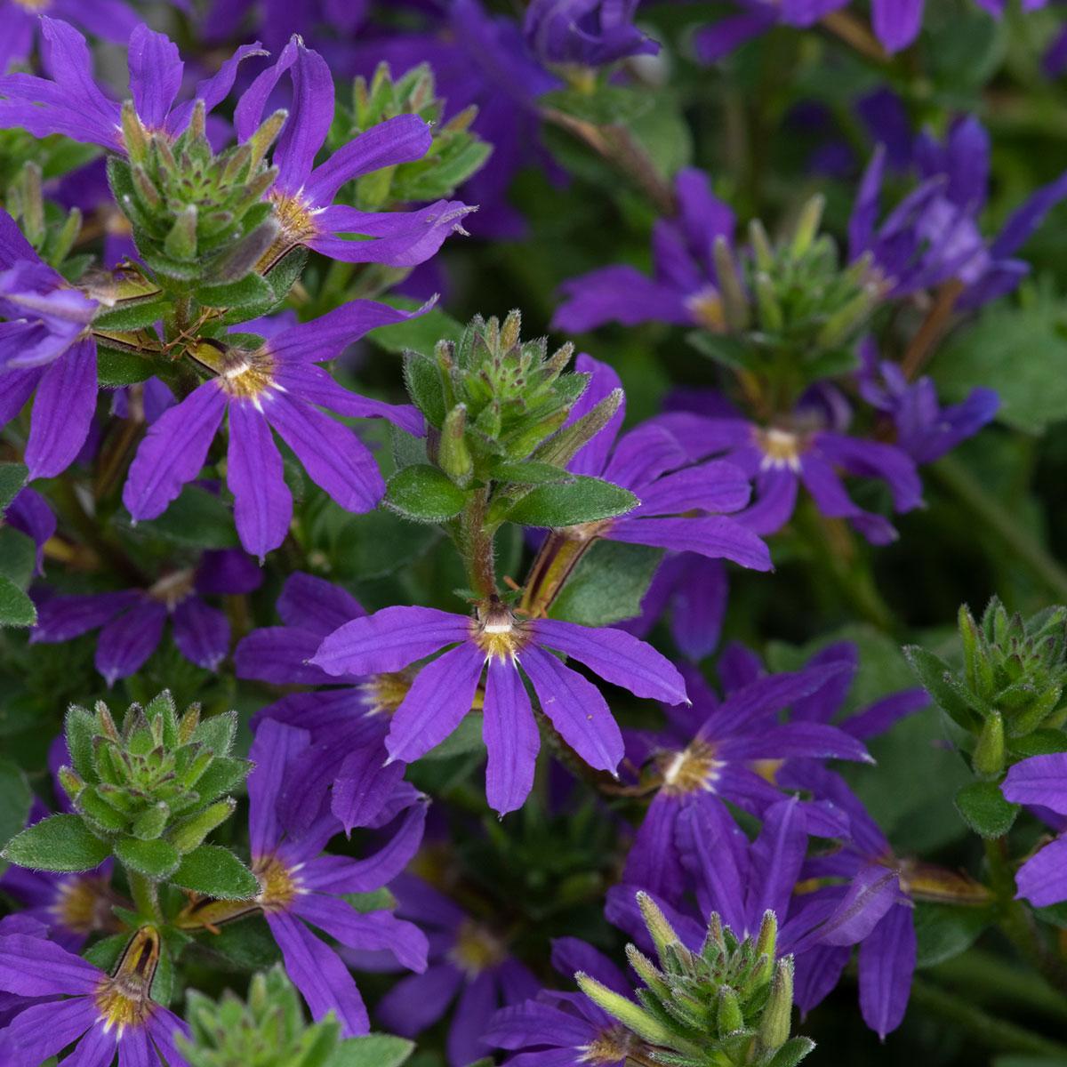 Scaevola Aemula ‘Surdiva Blue Violet’ (Fan Flower)