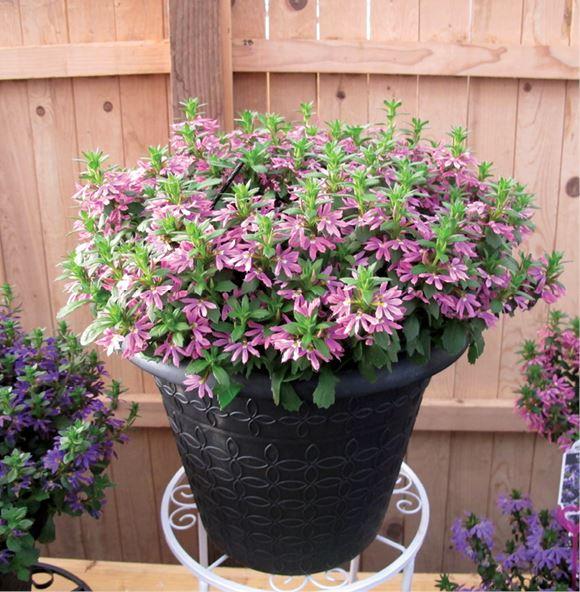 Scaevola Aemula ‘Surdiva Fashion Pink’ (Fan Flower)
