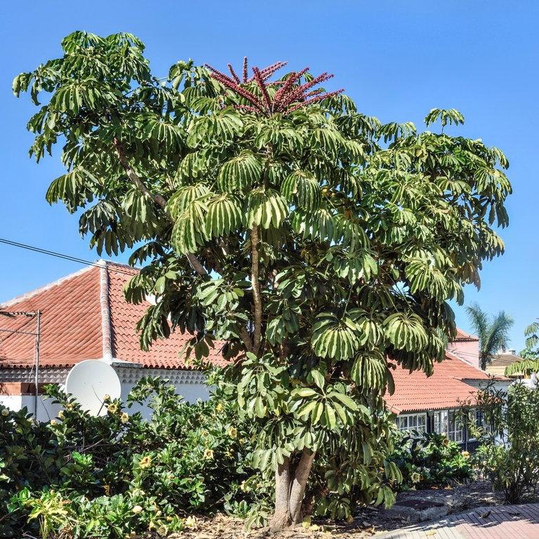 Schefflera Actinophylla (Umbrella Tree)