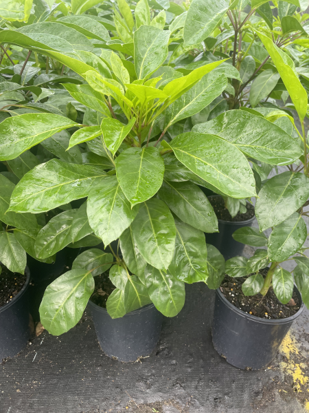 Schefflera (Alpine Junior) CLEARANCE