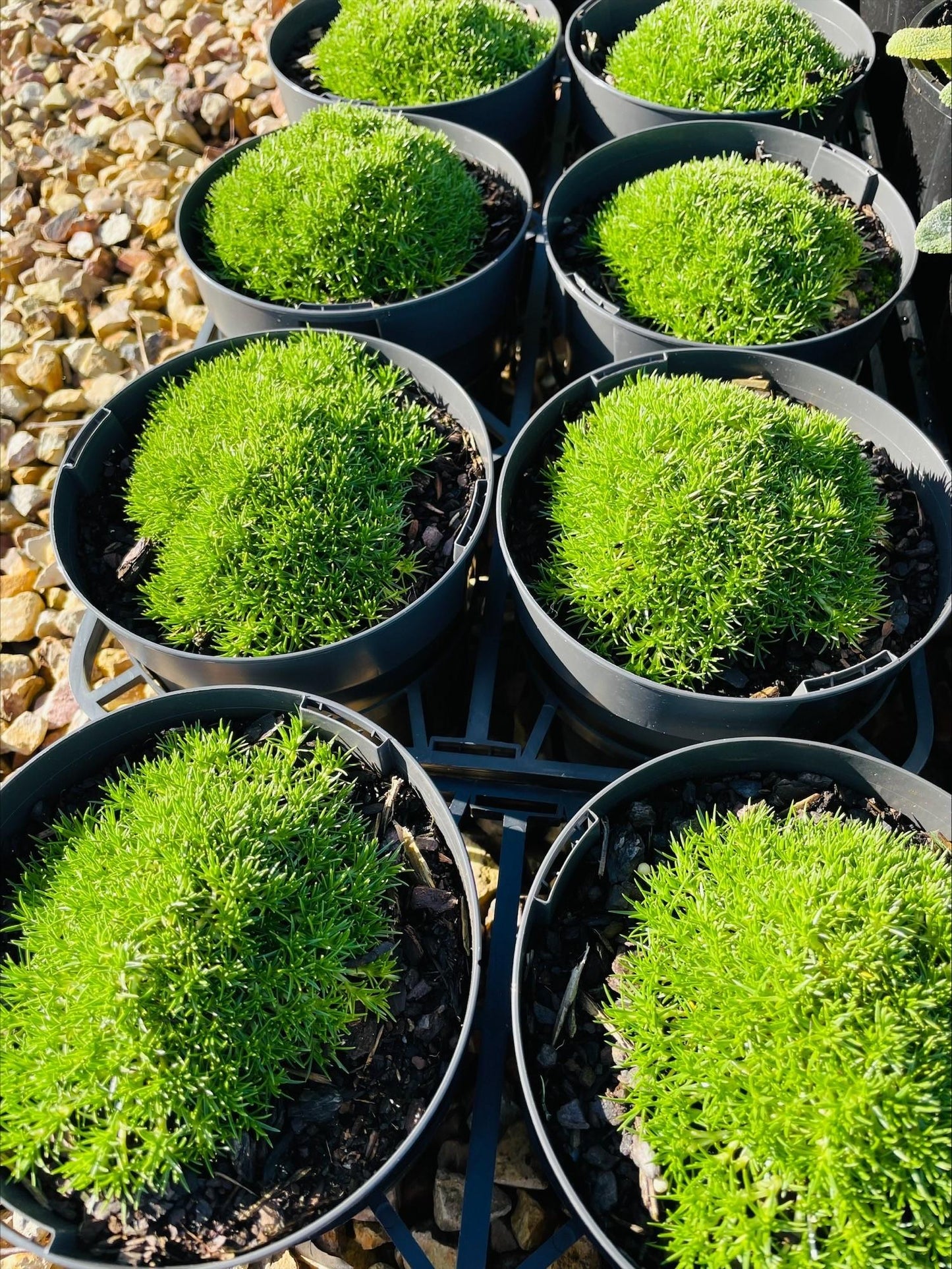 Scleranthus Biflorus (Lime Lava)
