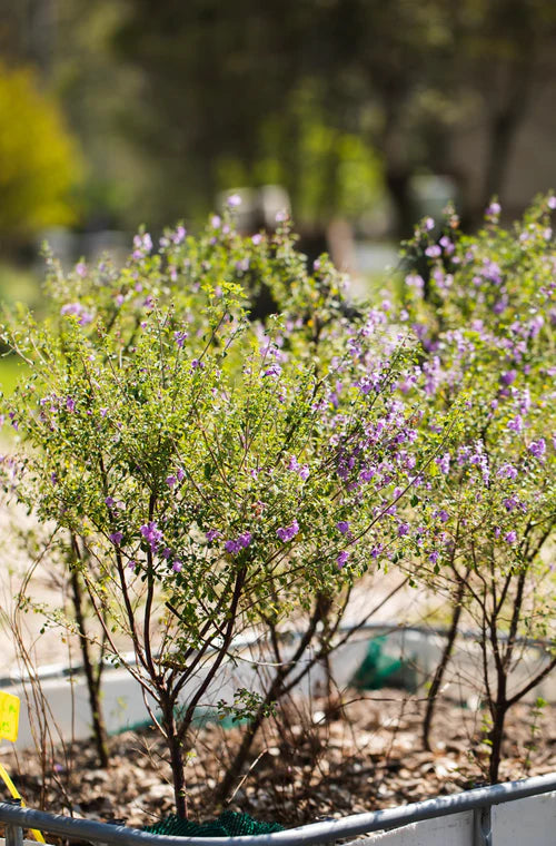 Prostanthera incisa (Native Thyme)