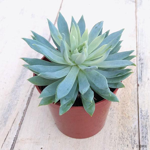 Sedeveria ‘Starburst’ (Starburst Succulent)