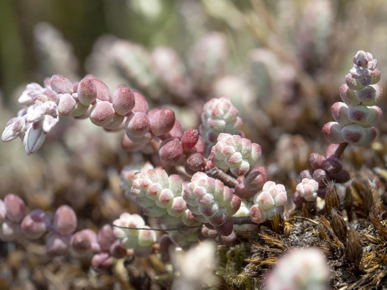 Sedum brevifolium (Short-Leaved Stonecrop)