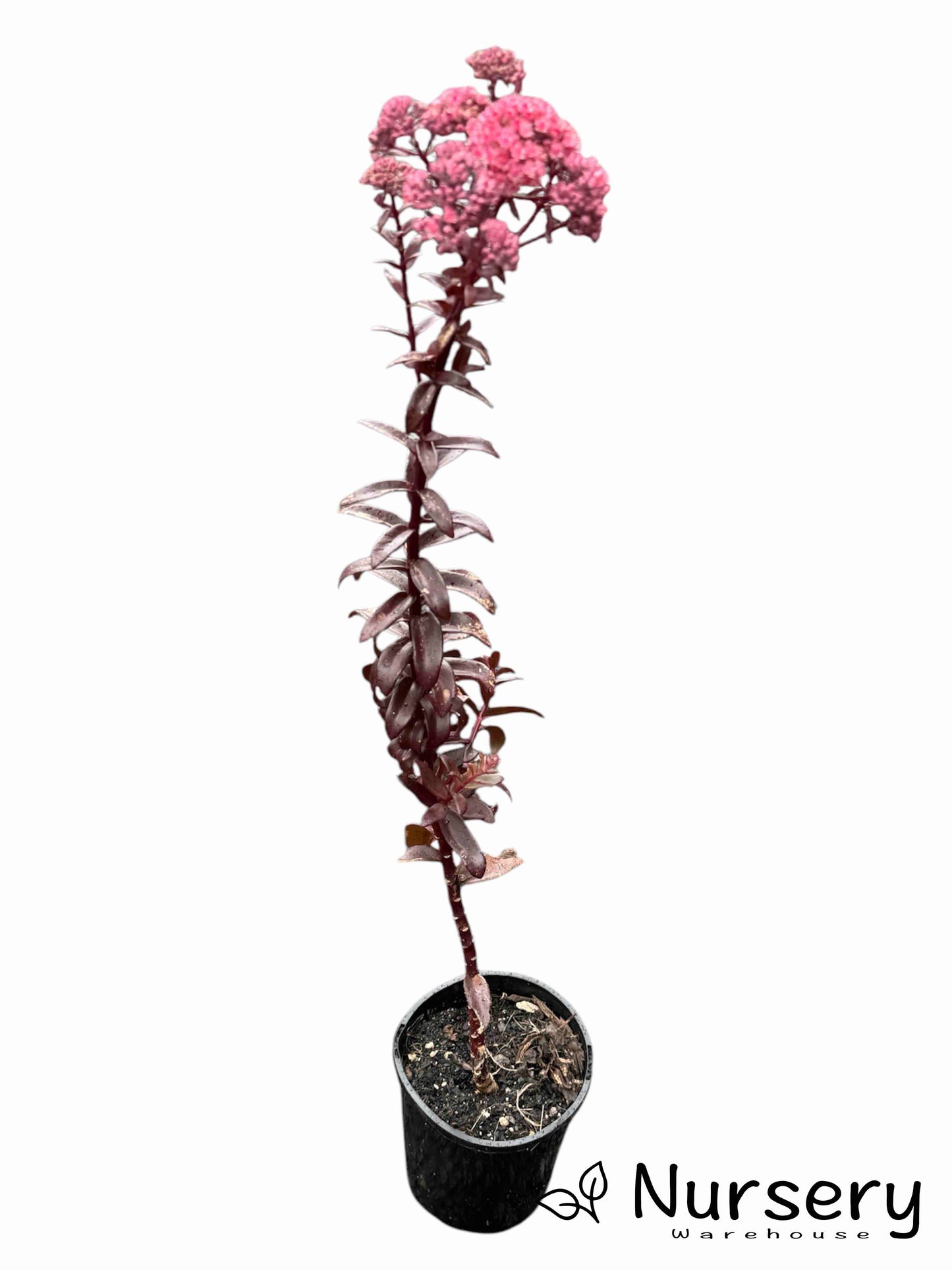 Sedum Dark Magic (Stonecrop Dark Magic)