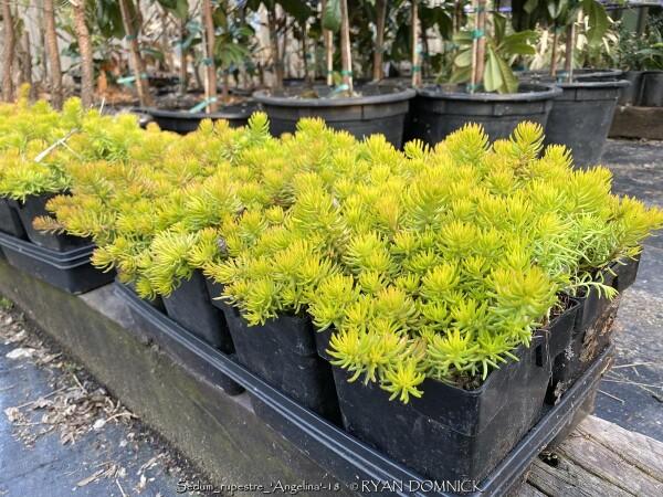 Sedum Rupestre ‘Angelina’ (Angelina Stonecrop)