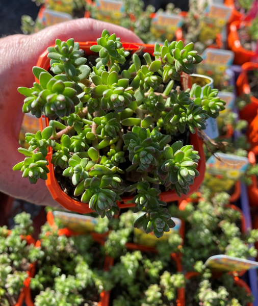 Sedum ‘Star Carpet’ (Star Carpet Stonecrop)