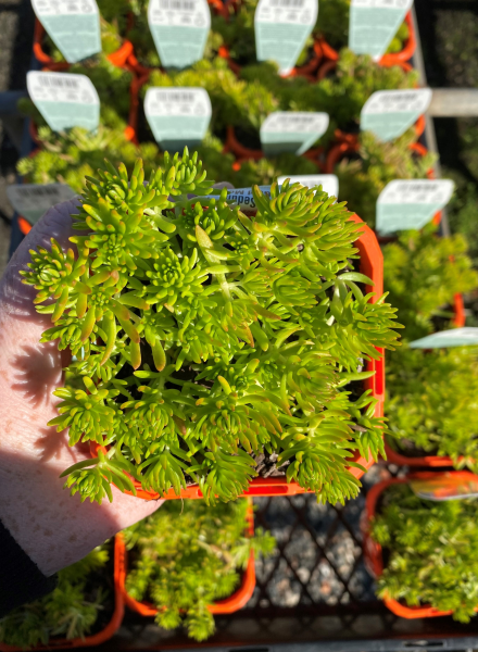 Sedum ‘Gold Mound’ (Stone Crop)