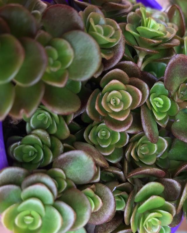 Sedum Makinoi ‘Tornado’ (Tornado Stonecrop)