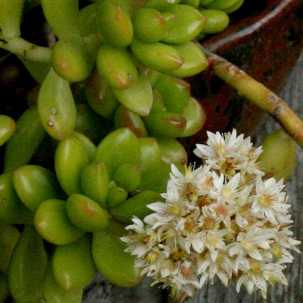 Sedum lucidum ‘Coachwood’