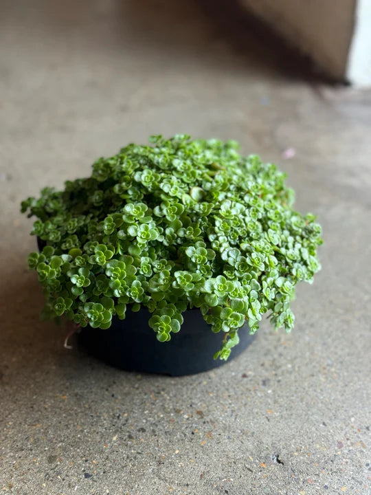green mound succulent Sedum 'Green Mound' – Lush Green Succulent Groundcover