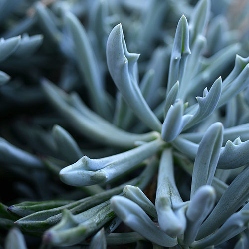 trident succulent Senecio Trident – Unique Three-Lobed Green Foliage