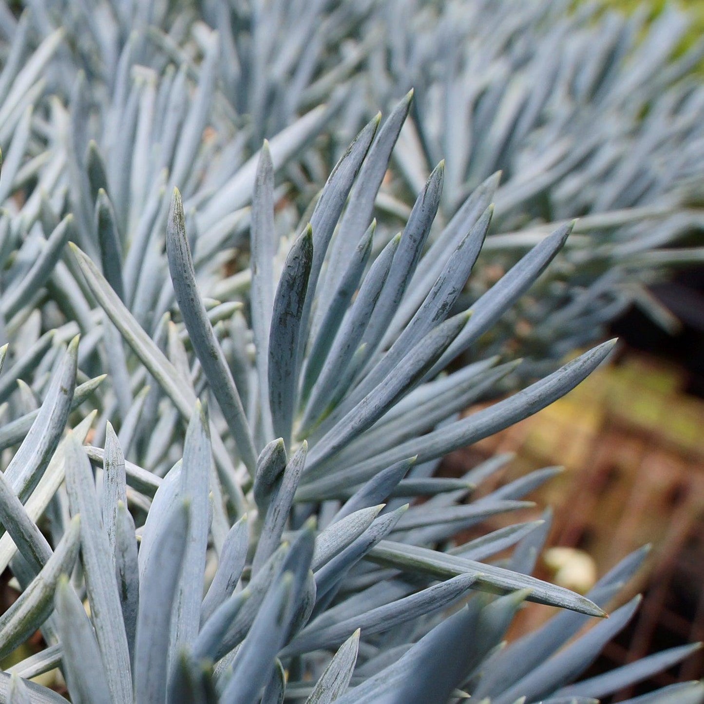 Senecio Ficoides (Blue Chalk Sticks)