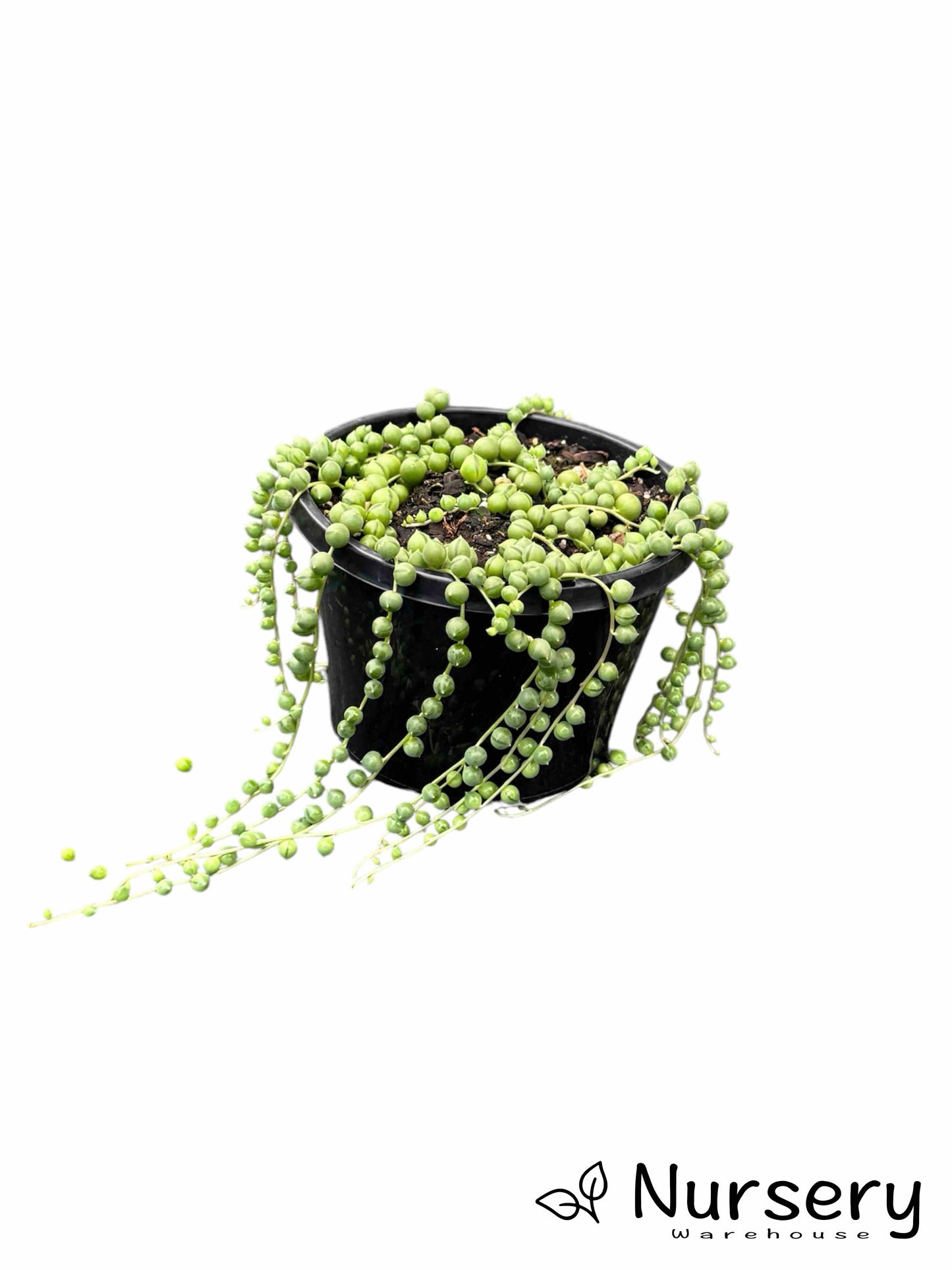 Senecio Rowleyanus (String of Pearls) Hanging Baskets