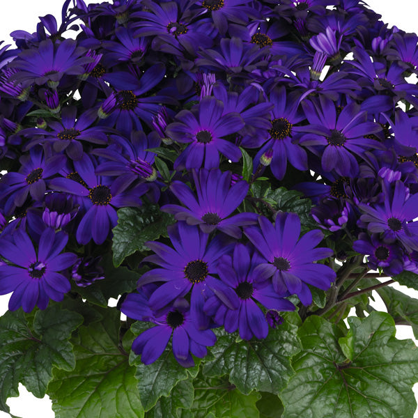 Senecio 'Mandala Royal Blue' (Cineraria)