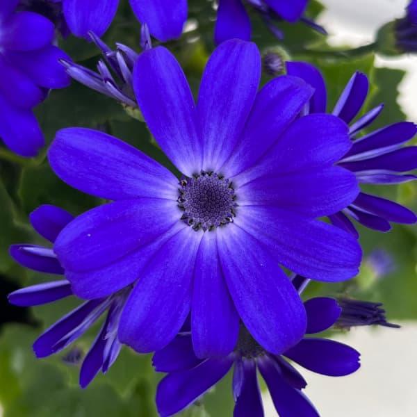 Senecio 'Mandala Blue Charme' (Cineraria)