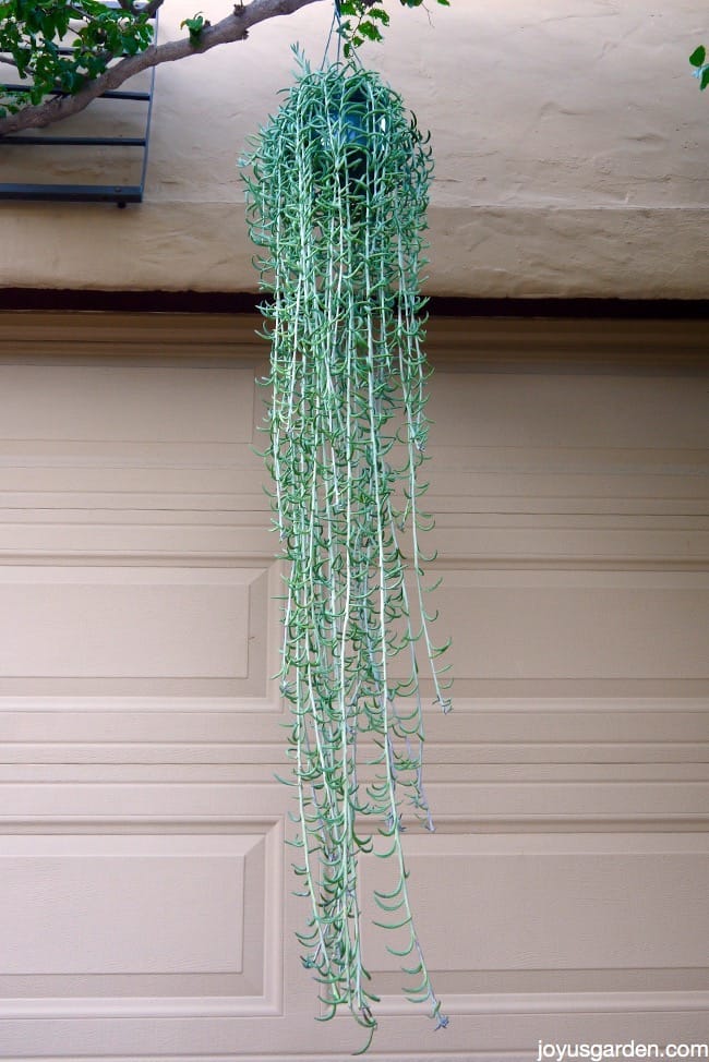 Senecio Radicans (Fish Hooks Succulent Hanging Basket)