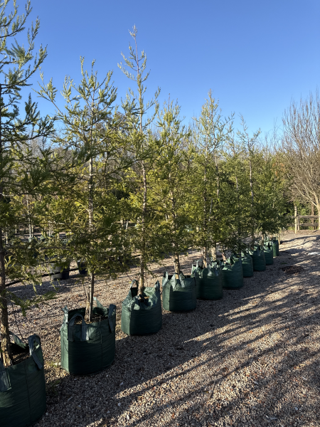 Sequoia Sempervirens (Coast Redwood) CLEARANCE