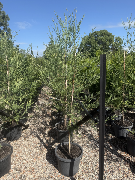 Sequoia Sempervirens (Coast Redwood) CLEARANCE