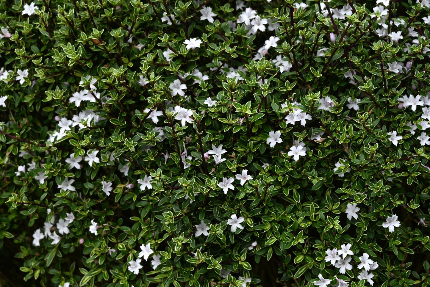 Serissa Foetida ‘Snowflake’ (Snowflake Serissa)