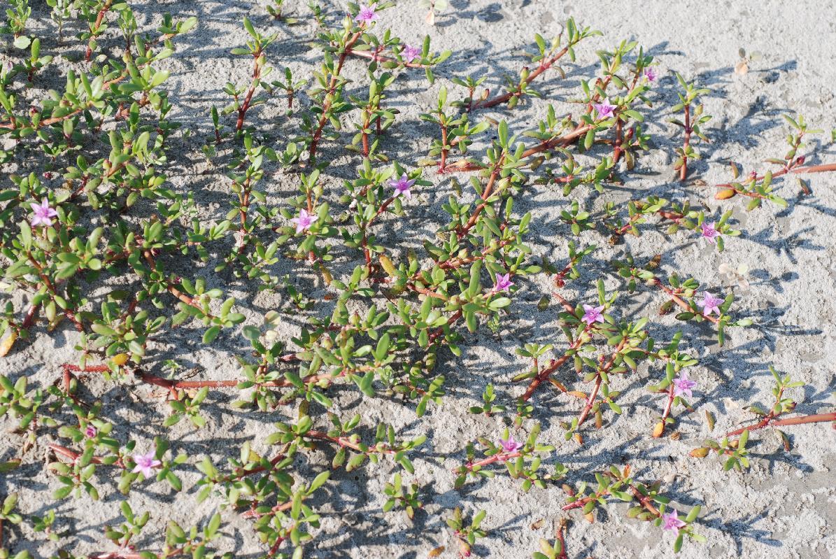 Sesuvium portulacastrum (Sea Purslane)