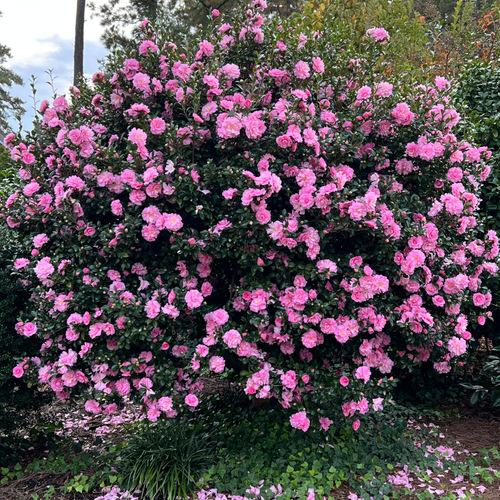 Camellia sasanqua 'Paradise Olivia' (Paradise Olivia Camellia)