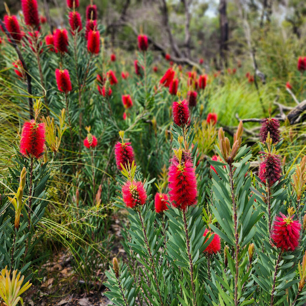 Callistemon Shannon (Shannon Bottlebrush)