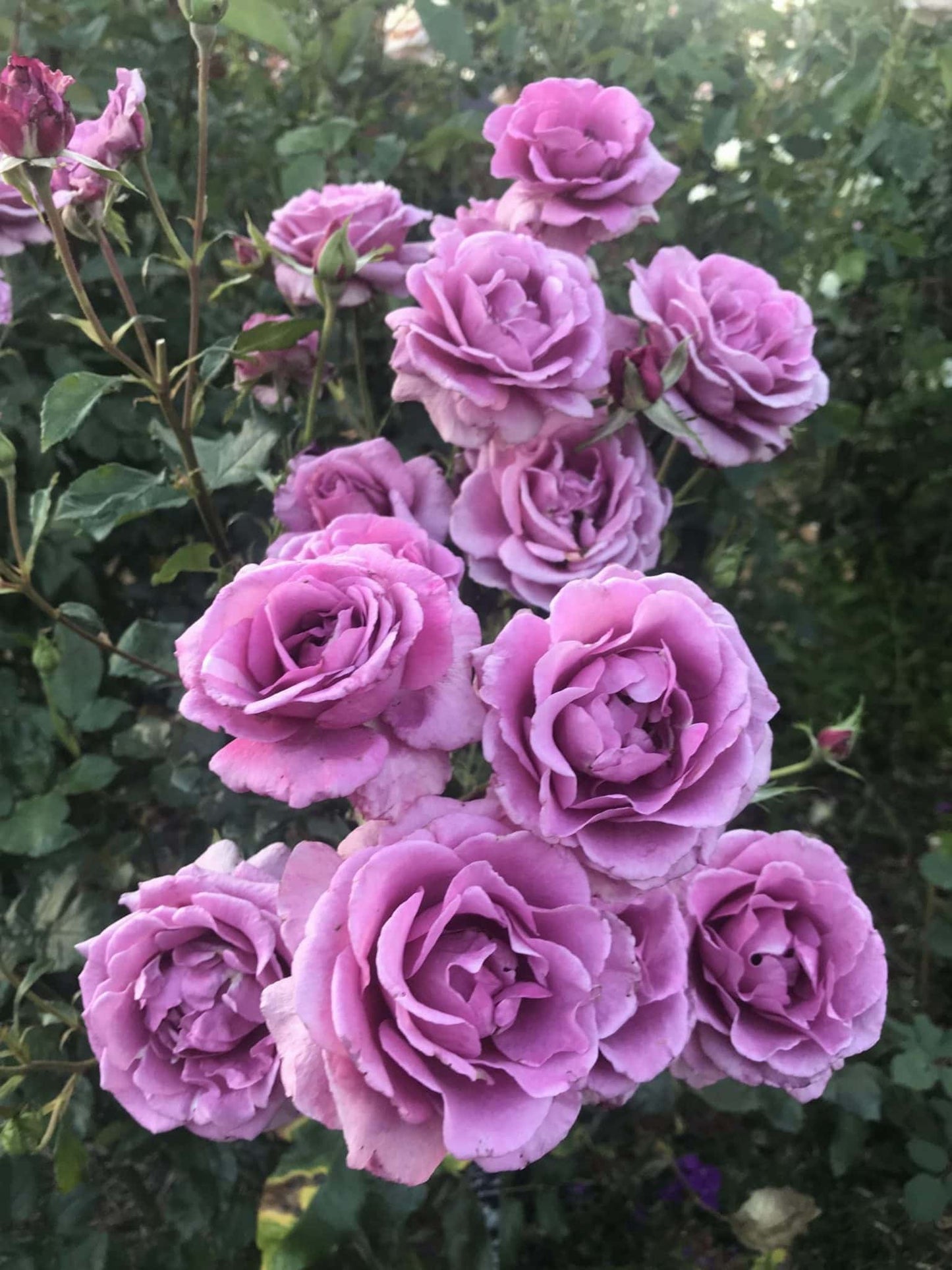 Rosa 'Shocking Blue' (Shocking Blue Hybrid Tea Rose)