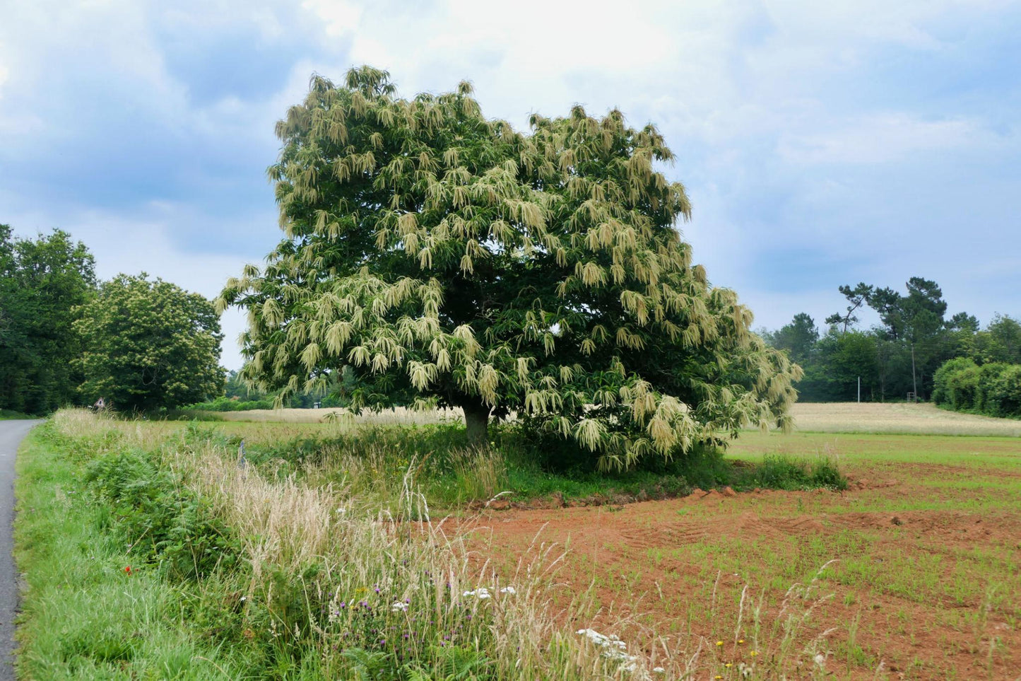 Castanea Sativa Flemings Prolific (Chestnut)