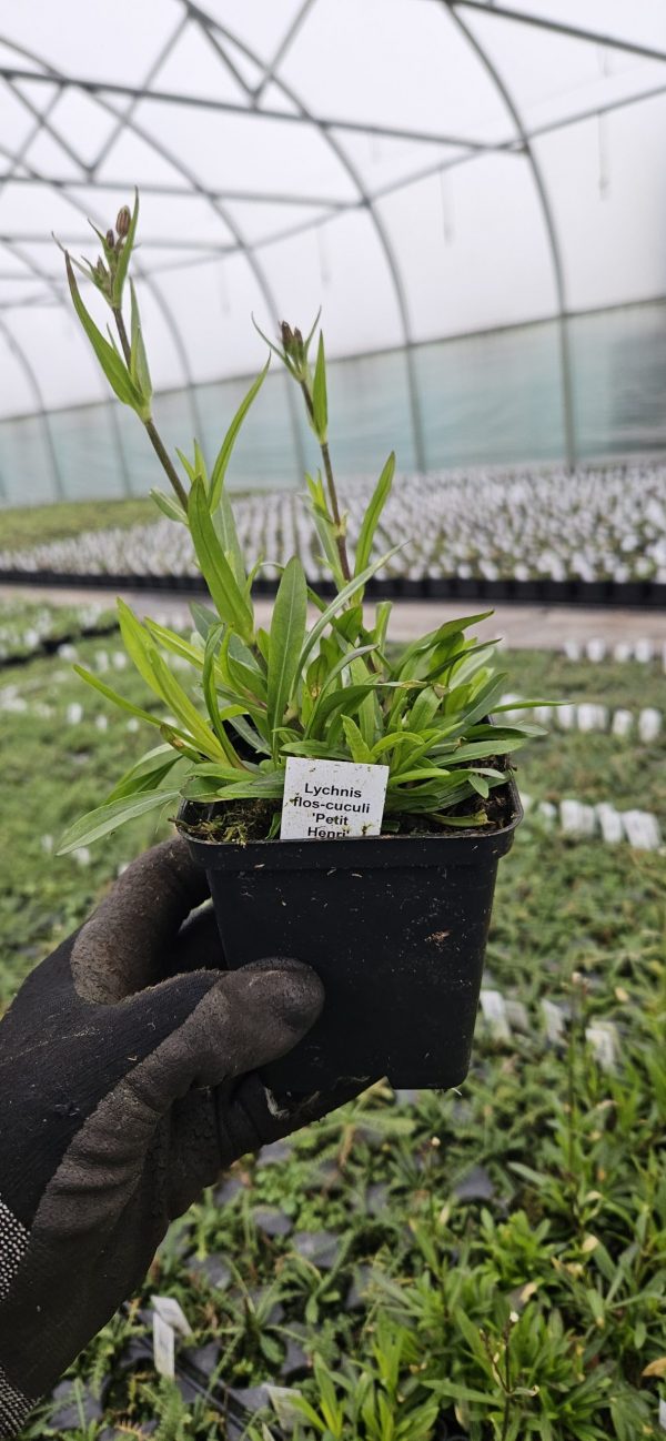 Silene Flos-Cuculi 'Petit Henri' (Syn. Lychnis Flos-Cuculi 'Petit Henri')