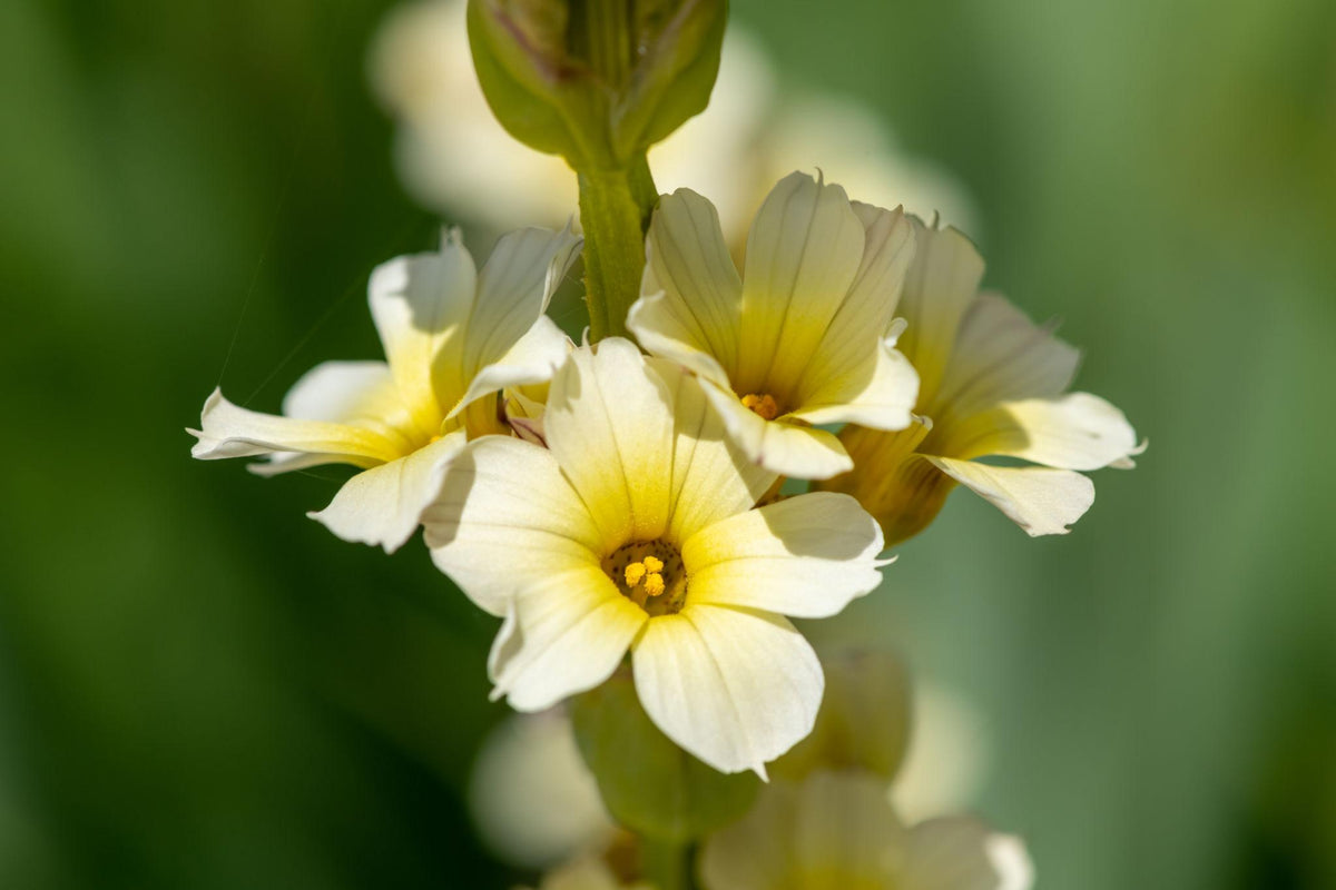 Sisyrinchium Striatum (Satin Flower)