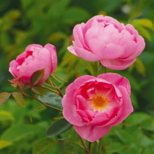 Rosa 'Skylark' (Skylark English Rose)