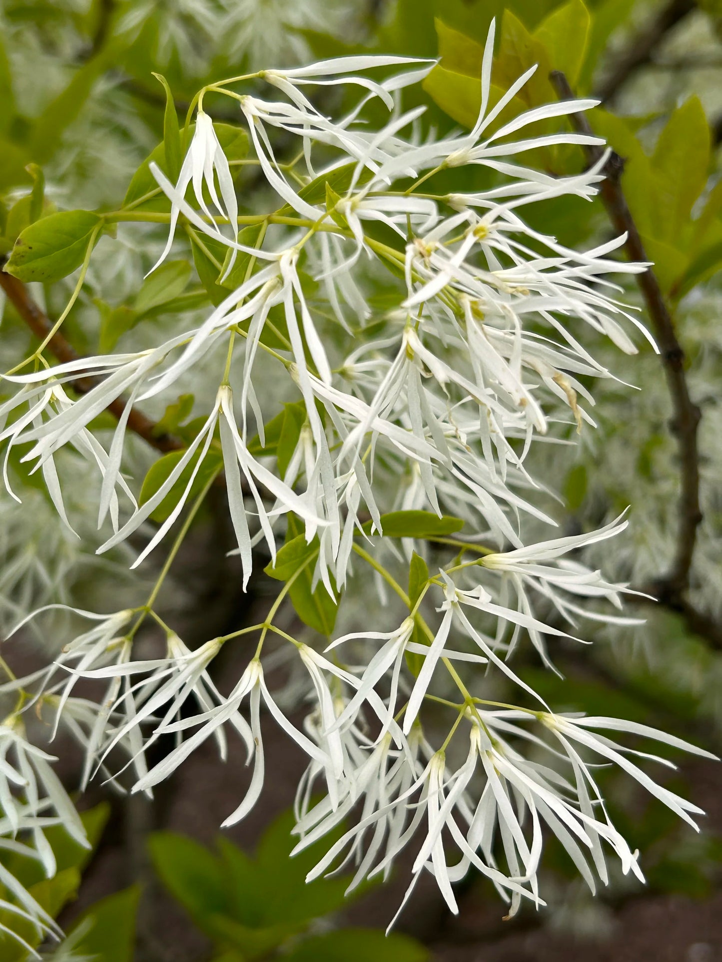 Chionanthus Virginicus (White Fringe Tree)