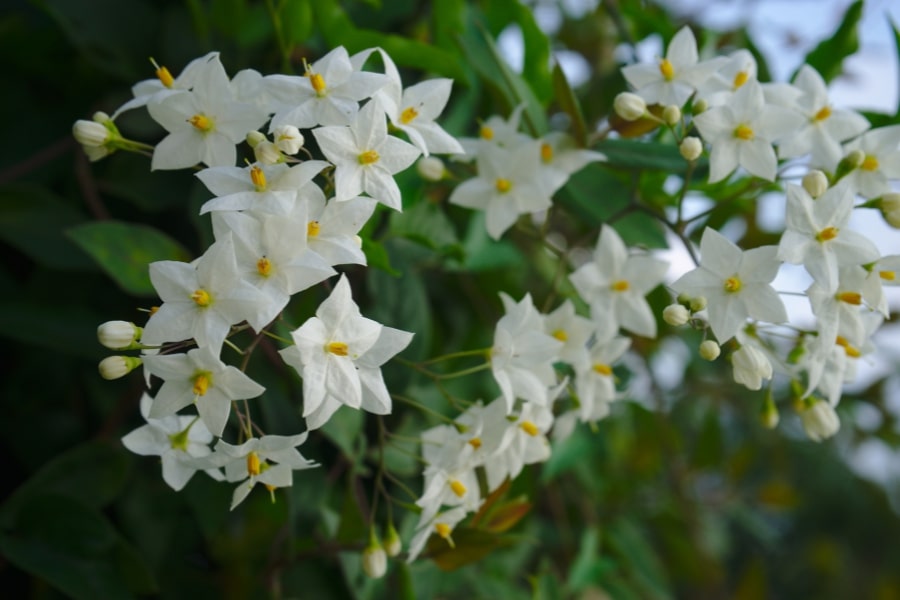 Solanum Jasminoides (Potato Vine)