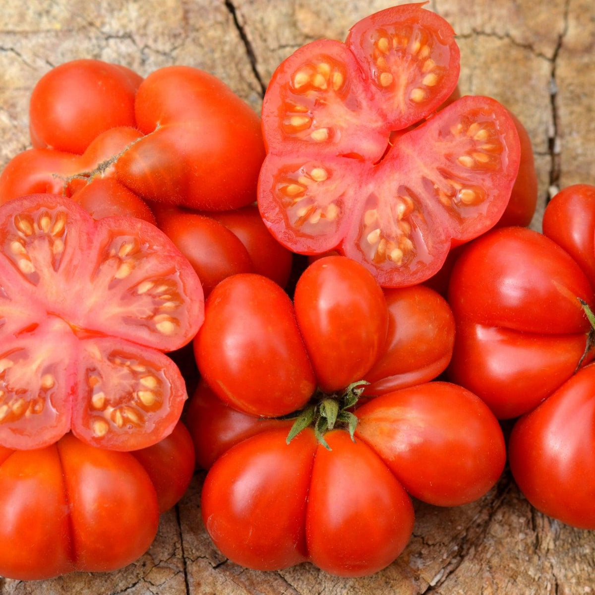 Solanum Lycopersicum 'Reisetomate' (Traveller's Tomato)