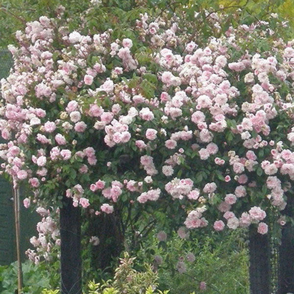 Rosa ‘Cecile Brunner’ (Sweetheart Rose)