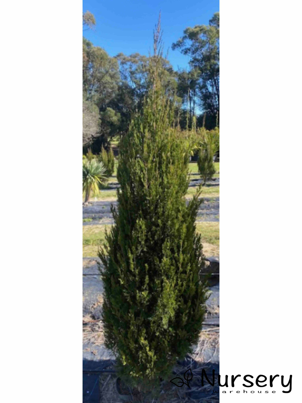 Juniperus Virginiana ‘Spartan’ (Spartan Juniper) Standards