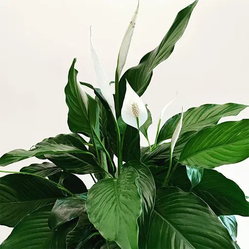 Spathiphyllum ‘Crown’ (Pollenless Peace Lily)