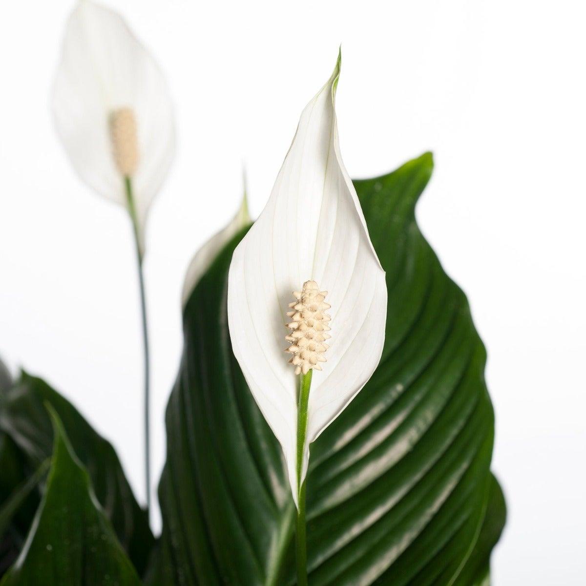 Spathiphyllum ‘Sweet Silvana’ (Peace Lily)