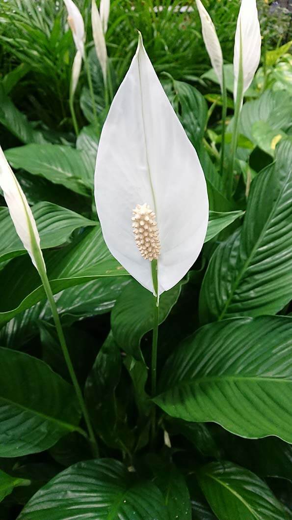 Spathiphyllum Wallisii (Peace Lily)