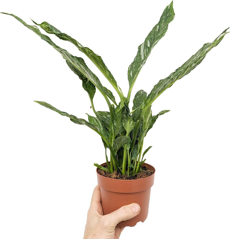 Spathiphyllum 'Jet Diamond' (Jet Diamond Peace Lily)