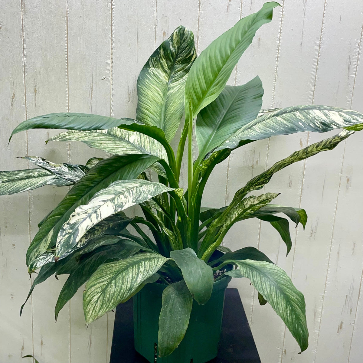 Spathiphyllum ‘Sensation Variegata’ (Variegated Giant Peace Lily)