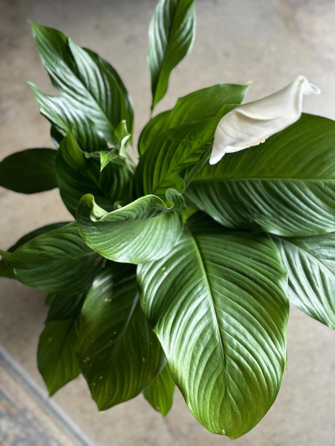 Spathiphyllum ‘Sweet Sebastiano’ (Peace Lily)