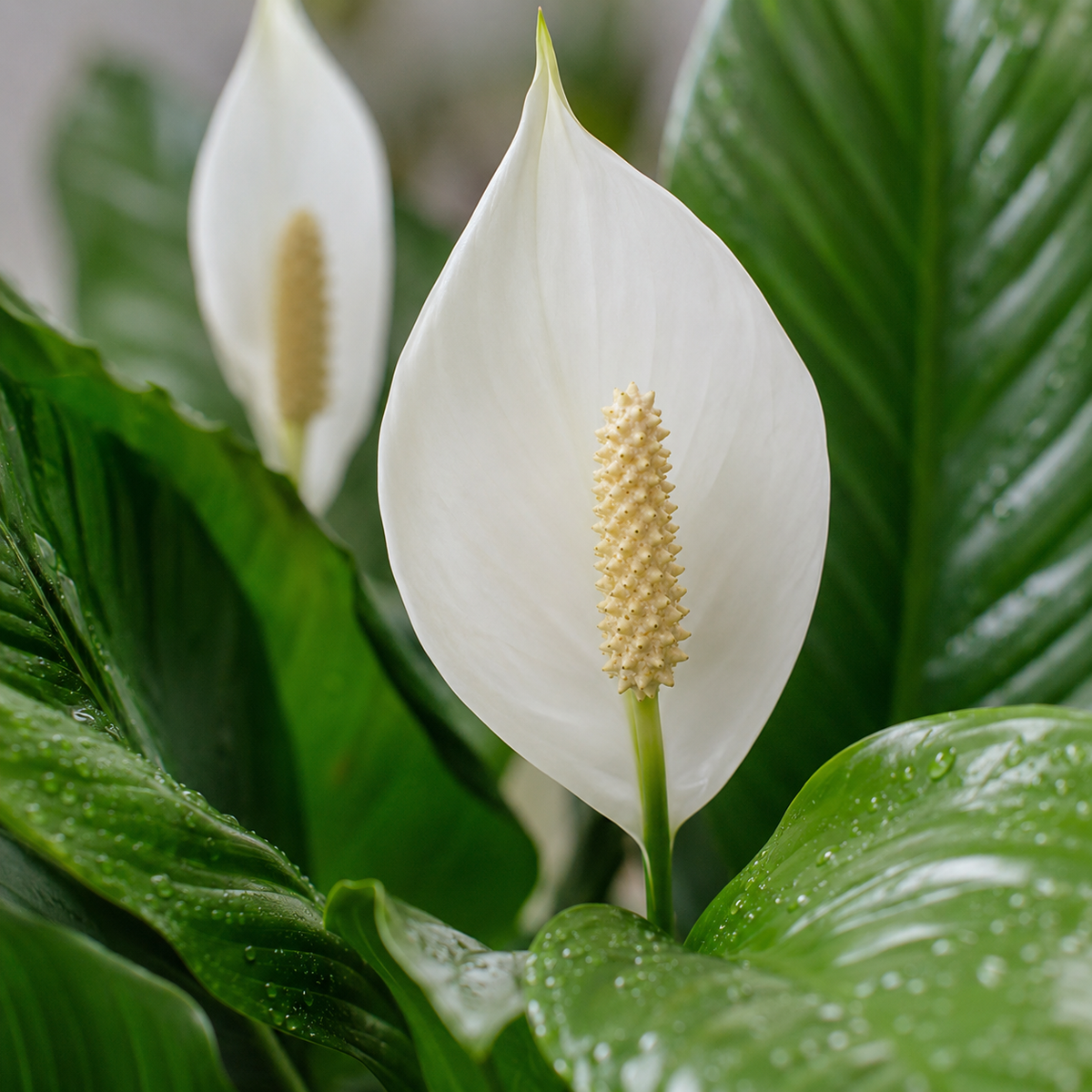 Spathiphyllum Wallisii (Flower Bunch)