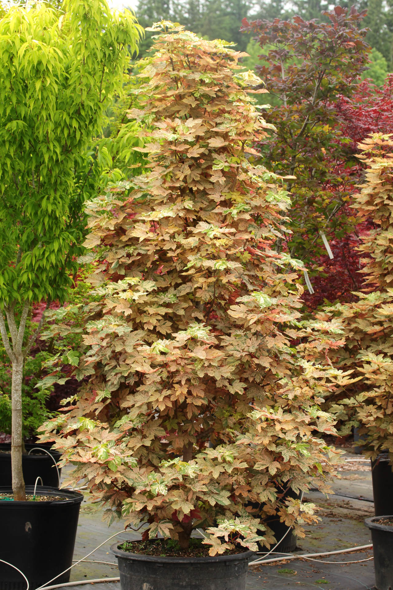 Acer Pseudoplatanus 'Esk Sunset'