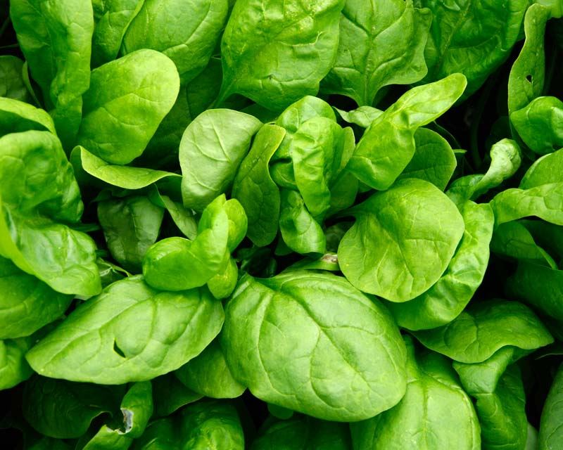 Spinacia Oleracea (Baby Spinach)