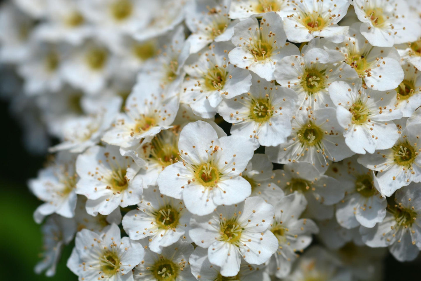 Spiraea Cantoniensis (Reeves Spirea)