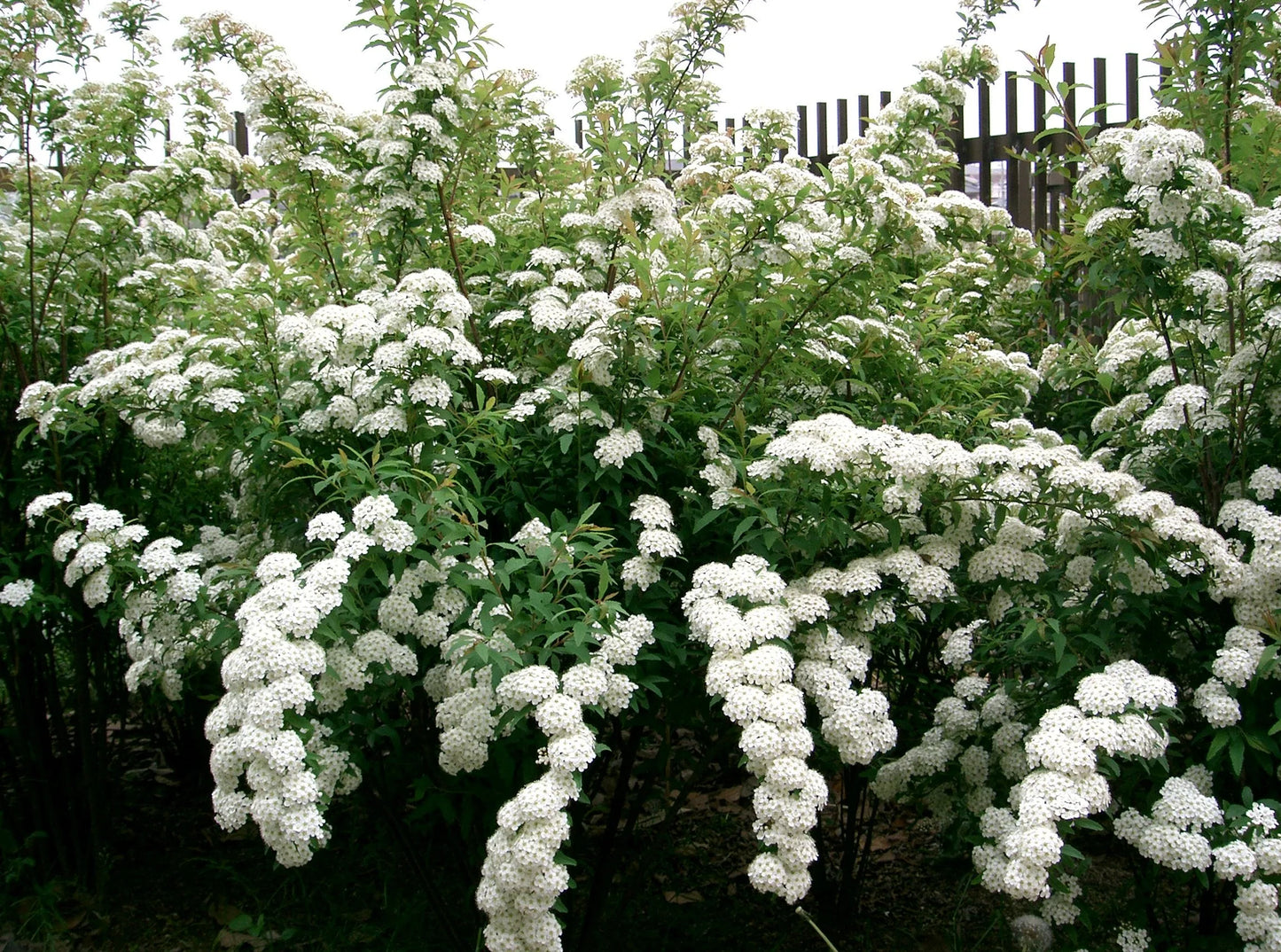 Spiraea Cantoniensis (Single White Maybush)