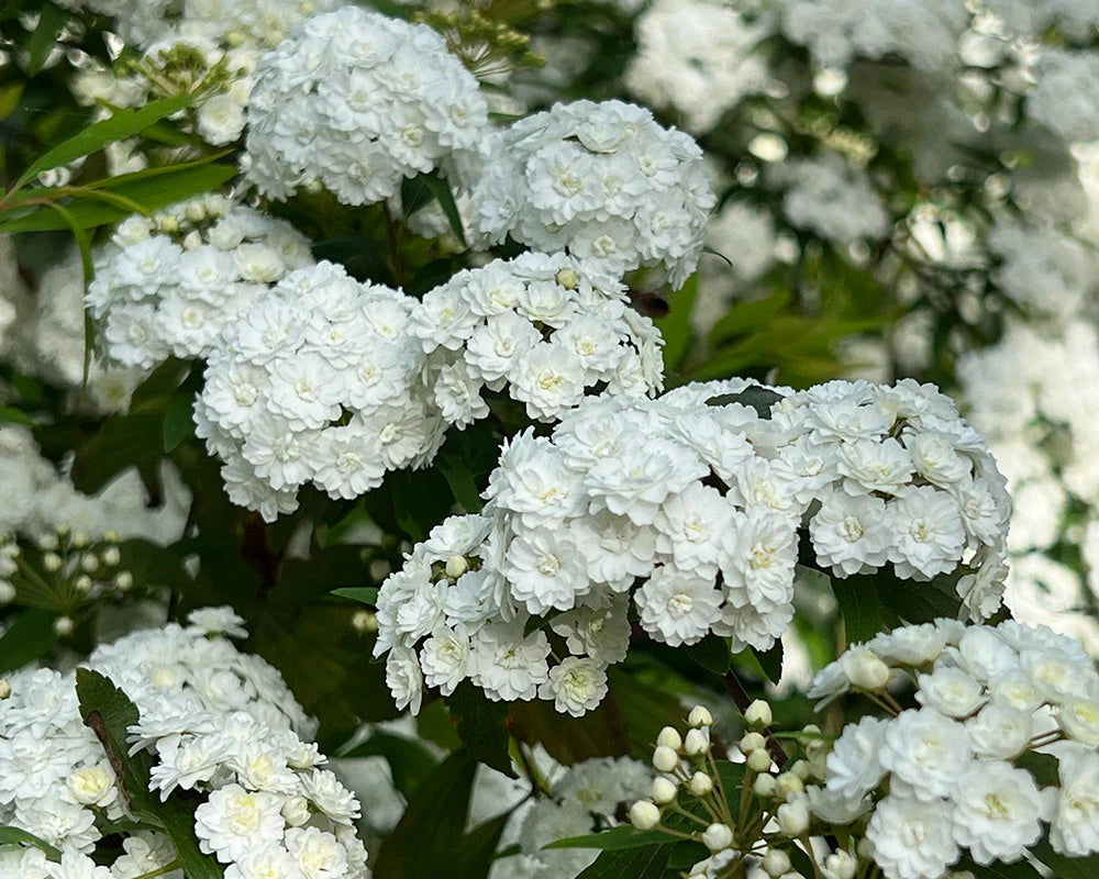 Spiraea Cantoniensis (Reeves Spirea)