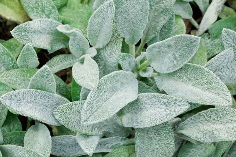 Stachys Byzantina (Lamb’s Ears)